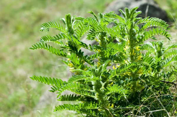 Astragalus Milkvetch Kecsketej Thorn Szőlő Szerű Astragalus Sieversianus Kazahsztán Tien — Stock Fotó