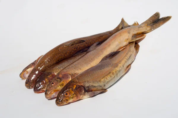Diptychus Maculatus Fische Einem Gebirgsbach Gefangen — Stockfoto