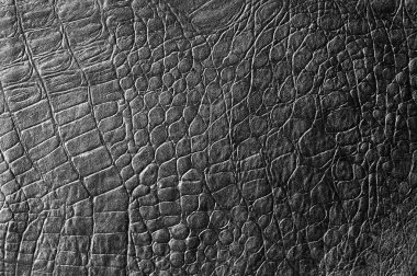 Siyah timsah derisi. doku