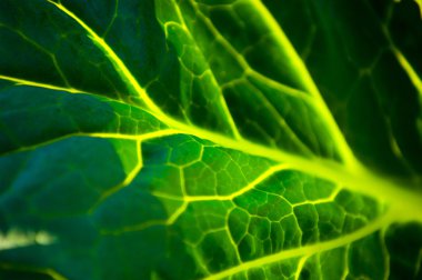 Doku lahana yaprağı.