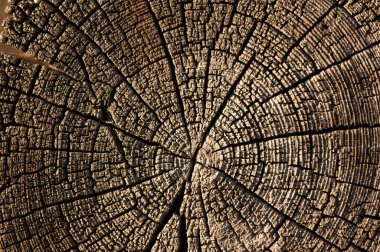 Eski ahşap (Yönetim Kurulu) doku. eski ahşap arka plan. arka plan olarak kullanılan eski, grunge ahşap paneller