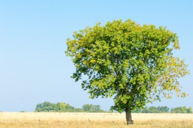 Eski ahşap (tahta dokusu).