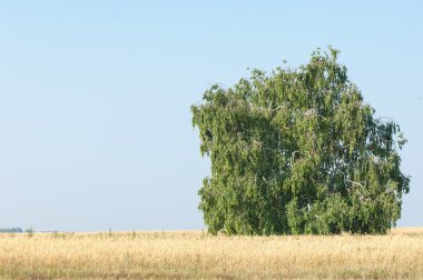 Alan olgun tahıl. Olgun arpa. Olgun yulaf. Yaz olgunlaşmış tahıl alanda