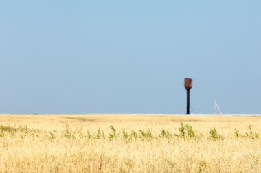 Alan olgun tahıl. Olgun arpa. Olgun yulaf. Yaz olgunlaşmış tahıl alanda