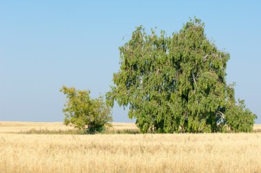 Alan olgun tahıl. Olgun arpa. Olgun yulaf. Yaz olgunlaşmış tahıl alanda
