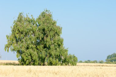 Alan olgun tahıl. Olgun arpa. Olgun yulaf. Yaz olgunlaşmış tahıl alanda