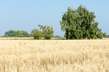 Alan olgun tahıl. Olgun arpa. Olgun yulaf. Yaz olgunlaşmış tahıl alanda