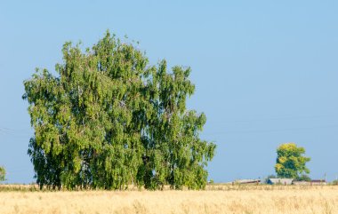 Alan olgun tahıl. Olgun arpa. Olgun yulaf. Yaz olgunlaşmış tahıl alanda
