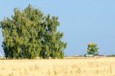 Alan olgun tahıl. Olgun arpa. Olgun yulaf. Yaz olgunlaşmış tahıl alanda