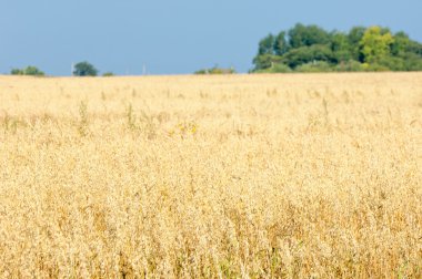 Alan olgun tahıl. Olgun arpa. Olgun yulaf. Yaz olgunlaşmış tahıl alanda