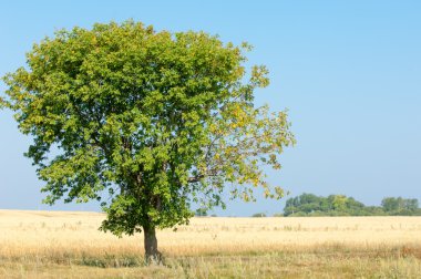 Alan olgun tahıl. Olgun arpa. Olgun yulaf. Yaz olgunlaşmış tahıl alanda