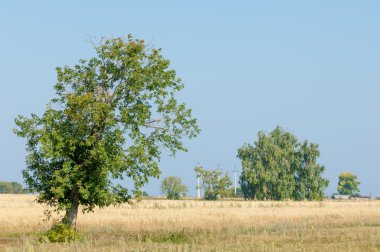 Alan olgun tahıl. Olgun arpa. Olgun yulaf. Yaz olgunlaşmış tahıl alanda