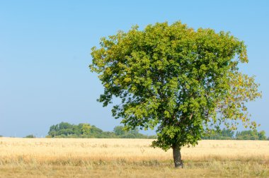 Alan olgun tahıl. Olgun arpa. Olgun yulaf.