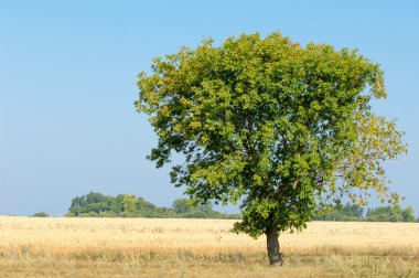 Alan olgun tahıl. Olgun arpa. Olgun yulaf. Yaz olgunlaşmış tahıl alanda