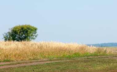 onely ağacı. Tahıl alan. Tataristan Rusya