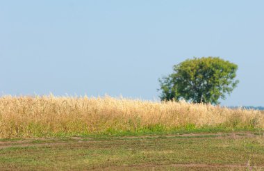 onely ağacı. Tahıl alan. Tataristan Rusya