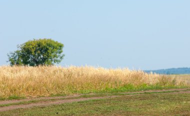 onely ağacı. Tahıl alan. Tataristan Rusya