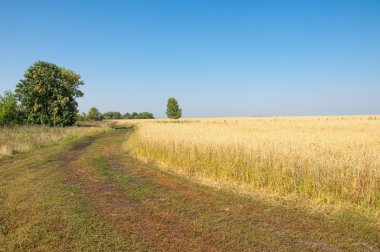 onely ağacı. Tahıl alan. Tataristan Rusya