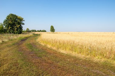 onely ağacı. Tahıl alan. Tataristan Rusya