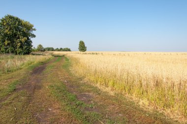 onely ağacı. Tahıl alan. Tataristan Rusya