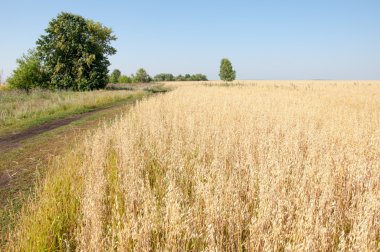 onely ağacı. Tahıl alan