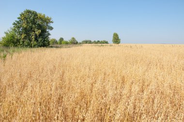 onely ağacı. Tahıl alan. Tataristan Rusya