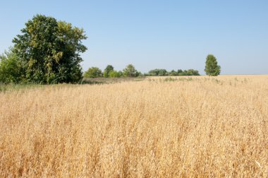 onely ağacı. Tahıl alan. Tataristan Rusya