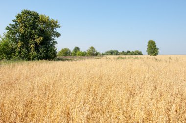 onely ağacı. Tahıl alan. Tataristan Rusya