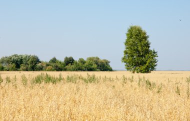 onely ağacı. Tahıl alan. Tataristan Rusya