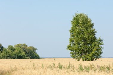 onely ağacı. Tahıl alan. Tataristan Rusya