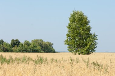 onely ağacı. Tahıl alan. Tataristan Rusya