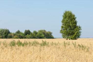 onely ağacı. Tahıl alan. Tataristan Rusya