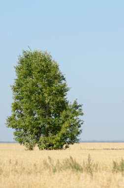 onely ağacı. Tahıl alan. Tataristan Rusya
