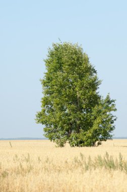 onely ağacı. Tahıl alan. Tataristan Rusya
