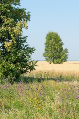 onely ağacı. Tahıl alan. Tataristan Rusya