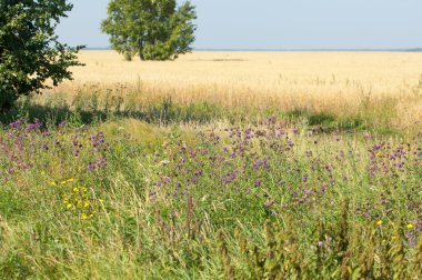 onely ağacı. Tahıl alan. Tataristan Rusya