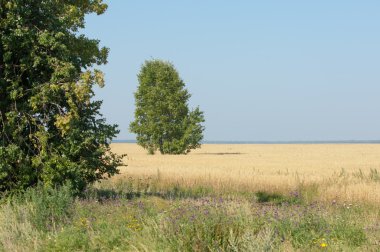 onely ağacı. Tahıl alan. Tataristan Rusya
