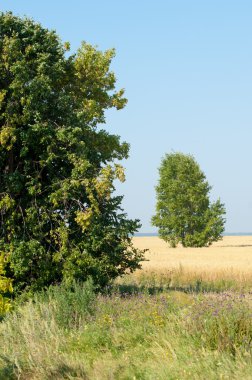 onely ağacı. Tahıl alan. Tataristan Rusya