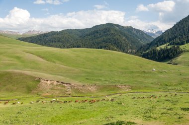 dağ, dağ, tepe. Kazakistan. Tien Shan. Takma Yaylası