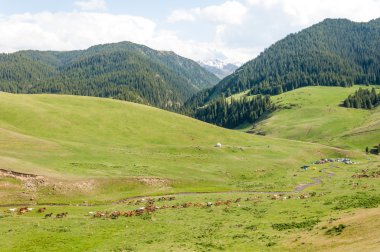 dağ, dağ, tepe. Kazakistan. Tien Shan. Takma Yaylası