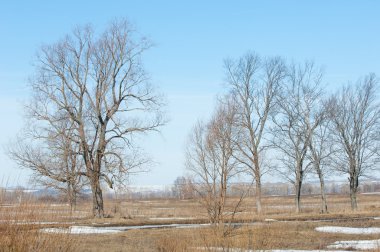 Bahar son kar. Ağaçlar