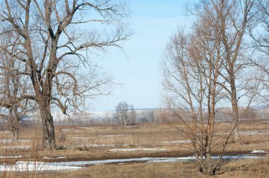 Bahar son kar. Ağaçlar