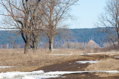 Bahar son kar. Ağaçlar