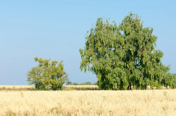 Gebied Van Rijp Graan Rijp Gerst Rijp Haver Zomer Gerijpte — Stockfoto