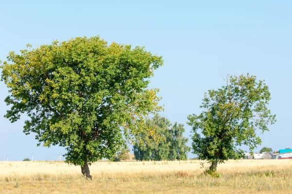 Árvore Campo Cereais Tartaristão Rússia — Fotografia de Stock