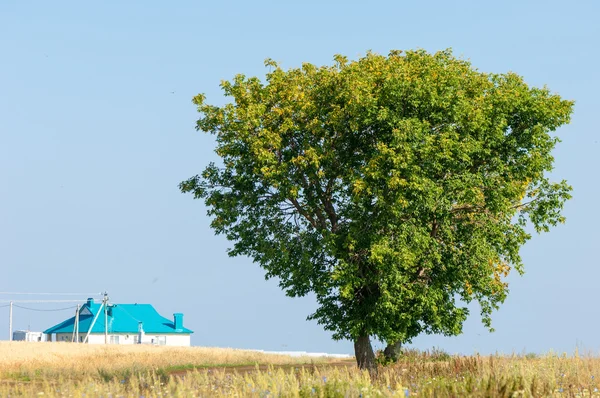 Árvore Campo Cereais Tartaristão Rússia — Fotografia de Stock