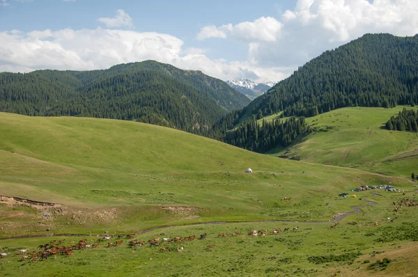 Dağ Dağ Tepe Kazakistan Tien Shan Takma Yaylası — Stok fotoğraf