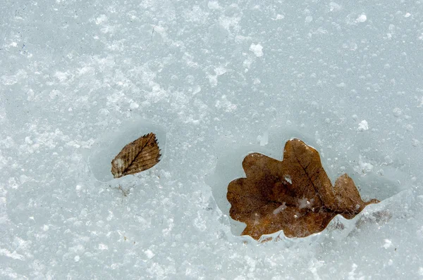 얼음에 나뭇잎 — 스톡 사진
