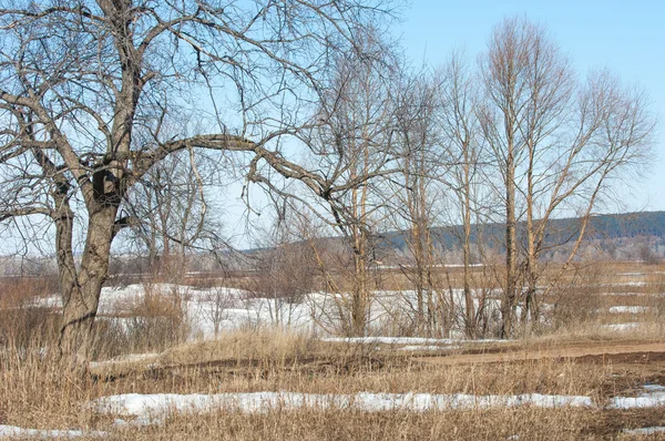 Wiosenny Śnieg Ostatni Drzewa — Zdjęcie stockowe