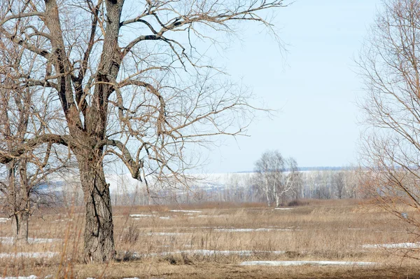 Wiosenny Śnieg Ostatni Drzewa — Zdjęcie stockowe